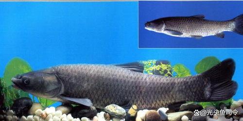 青鱼视频国产在线,国产在线影视盛宴，尽享视听盛宴-第3张图片-吃瓜群