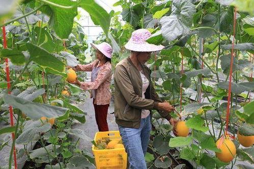 网红吃瓜营地,揭秘娱乐圈幕后风云-第2张图片-吃瓜群 网红吃瓜营地,揭秘娱乐圈幕后风云-第2张图片-吃瓜群