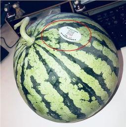 网红cp吃瓜,吃瓜群众热议不断!-第1张图片-吃瓜群 网红cp吃瓜,吃瓜群众热议不断!-第1张图片-吃瓜群