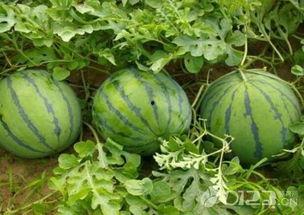 吃瓜网免费吃瓜-第2张图片-吃瓜群 吃瓜网免费吃瓜-第2张图片-吃瓜群